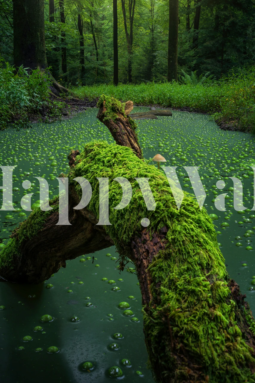 Mossy Tranquil Pool wallpaper in a room
