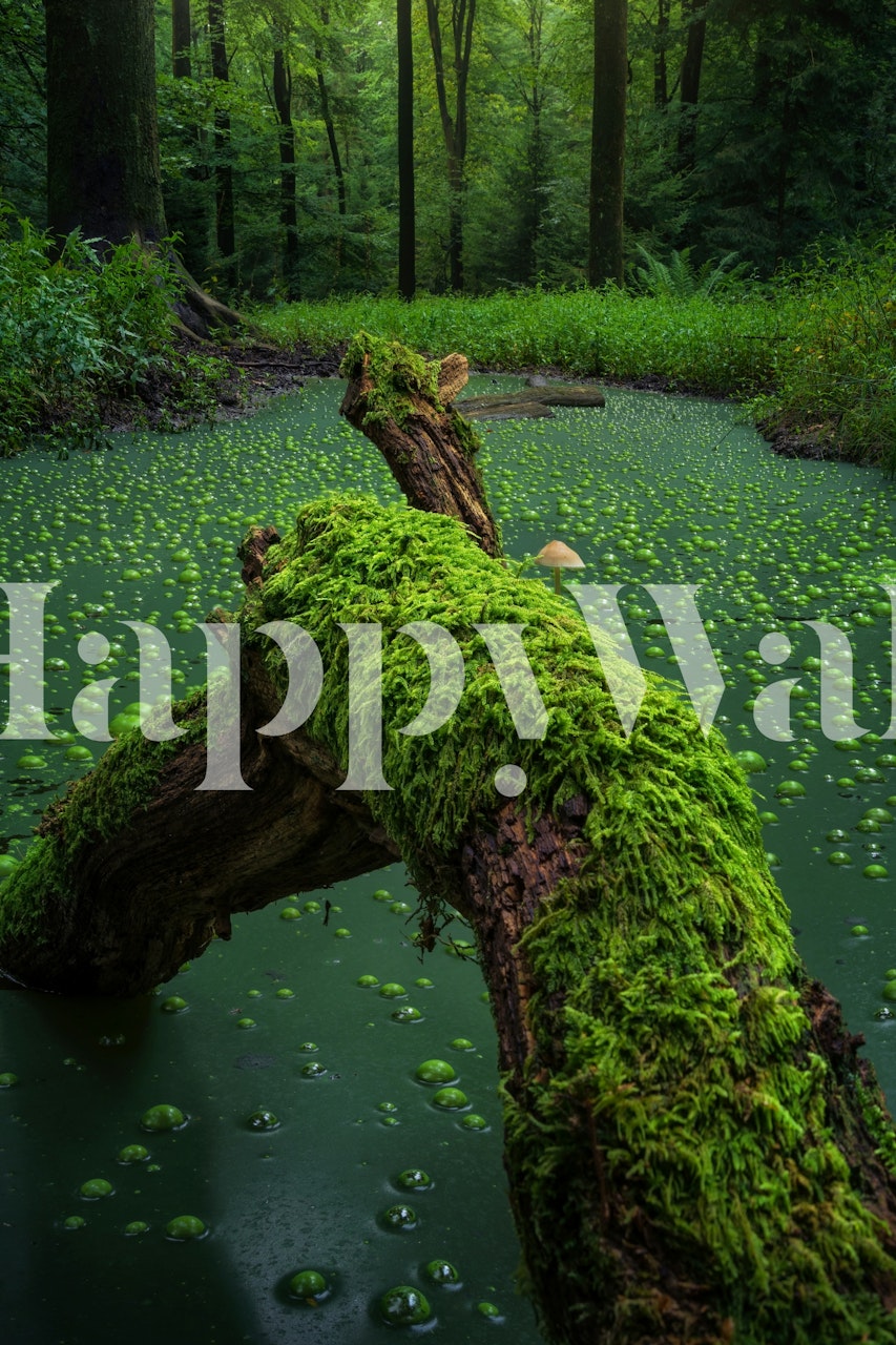 Tapeta Mossy Tranquil Pool w pokoju