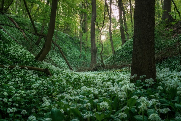 Blooming Forest Pathway
