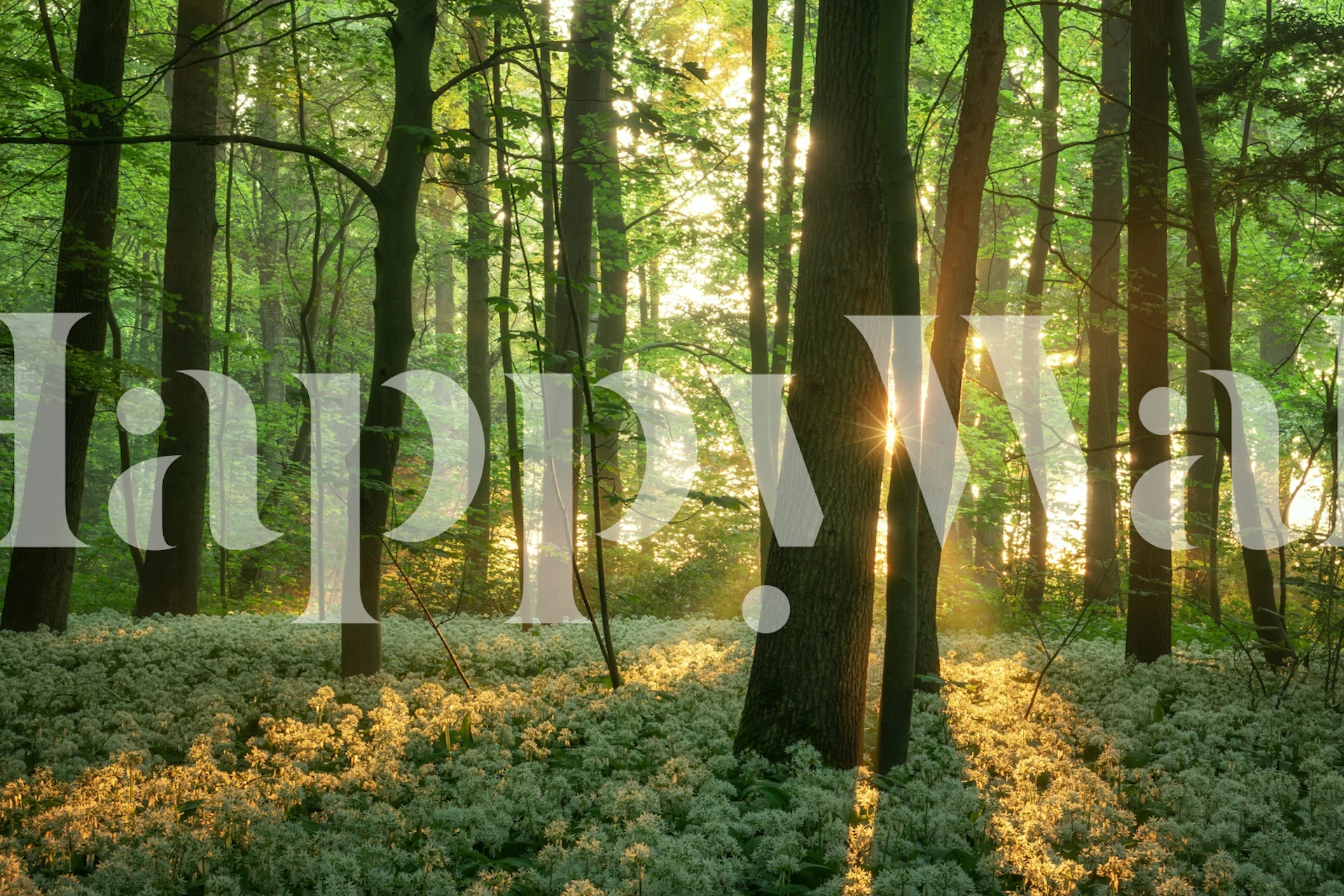 Sunlit forest wallpaper in a room