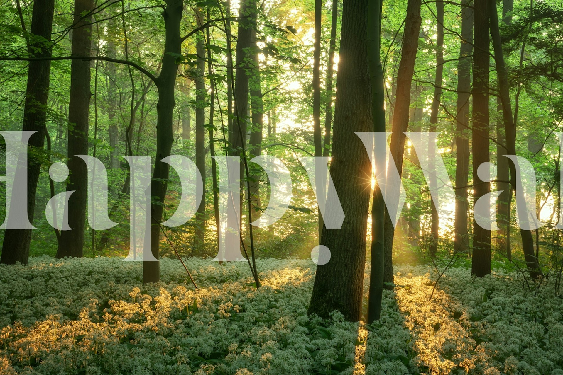 Sunlit forest wallpaper in a room