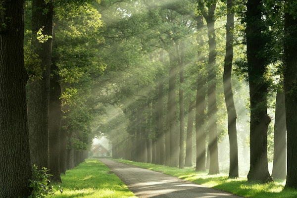 Sunlit Forest Pathway
