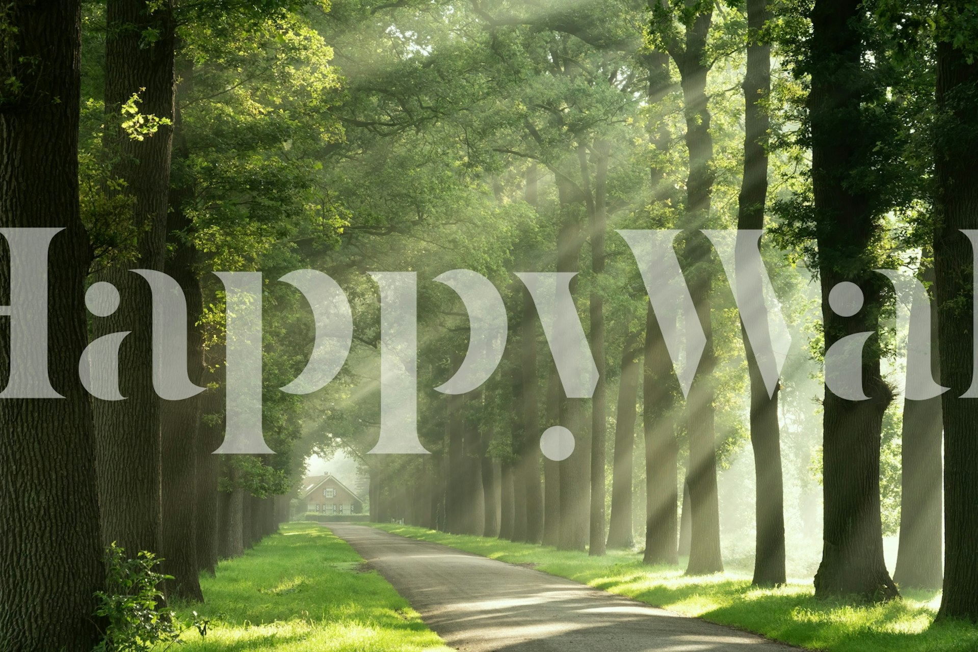 Forest pathway illuminated by sunlight, green trees wallpaper