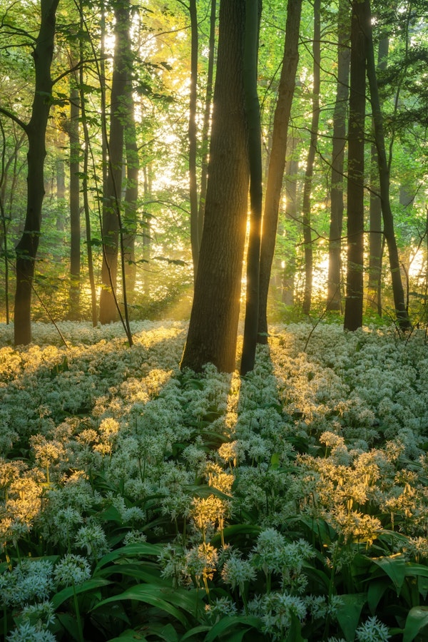 Serene Forest Awakening