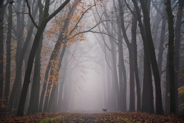 Enchanted Woodland Walk
