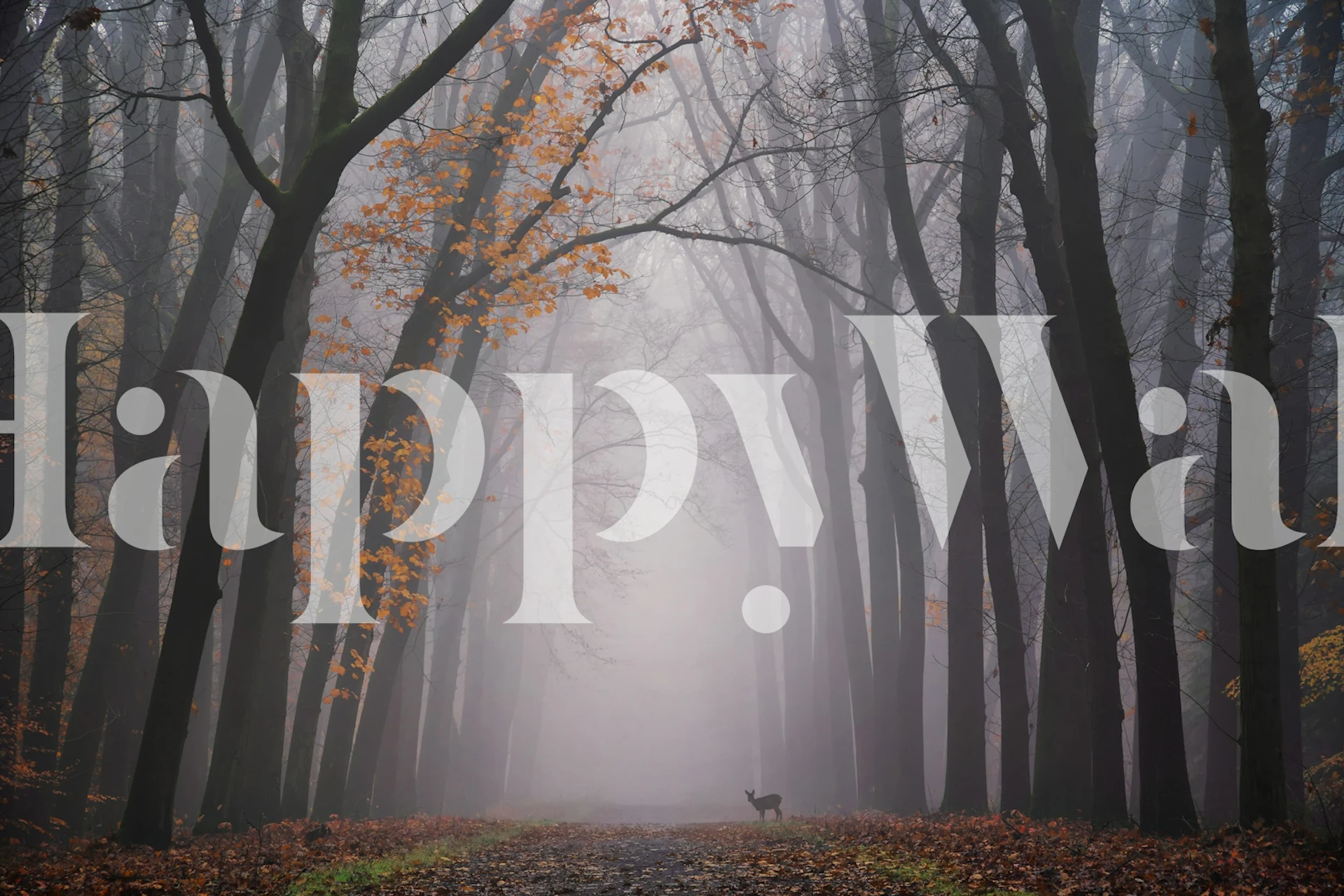 Woodland walk wallpaper in a room