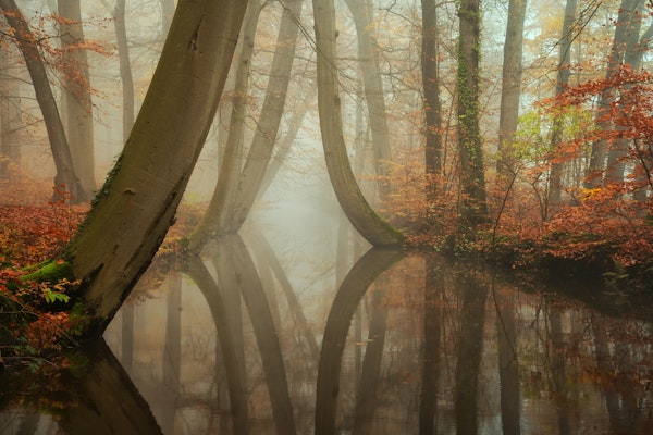 Mystical Autumn Forest