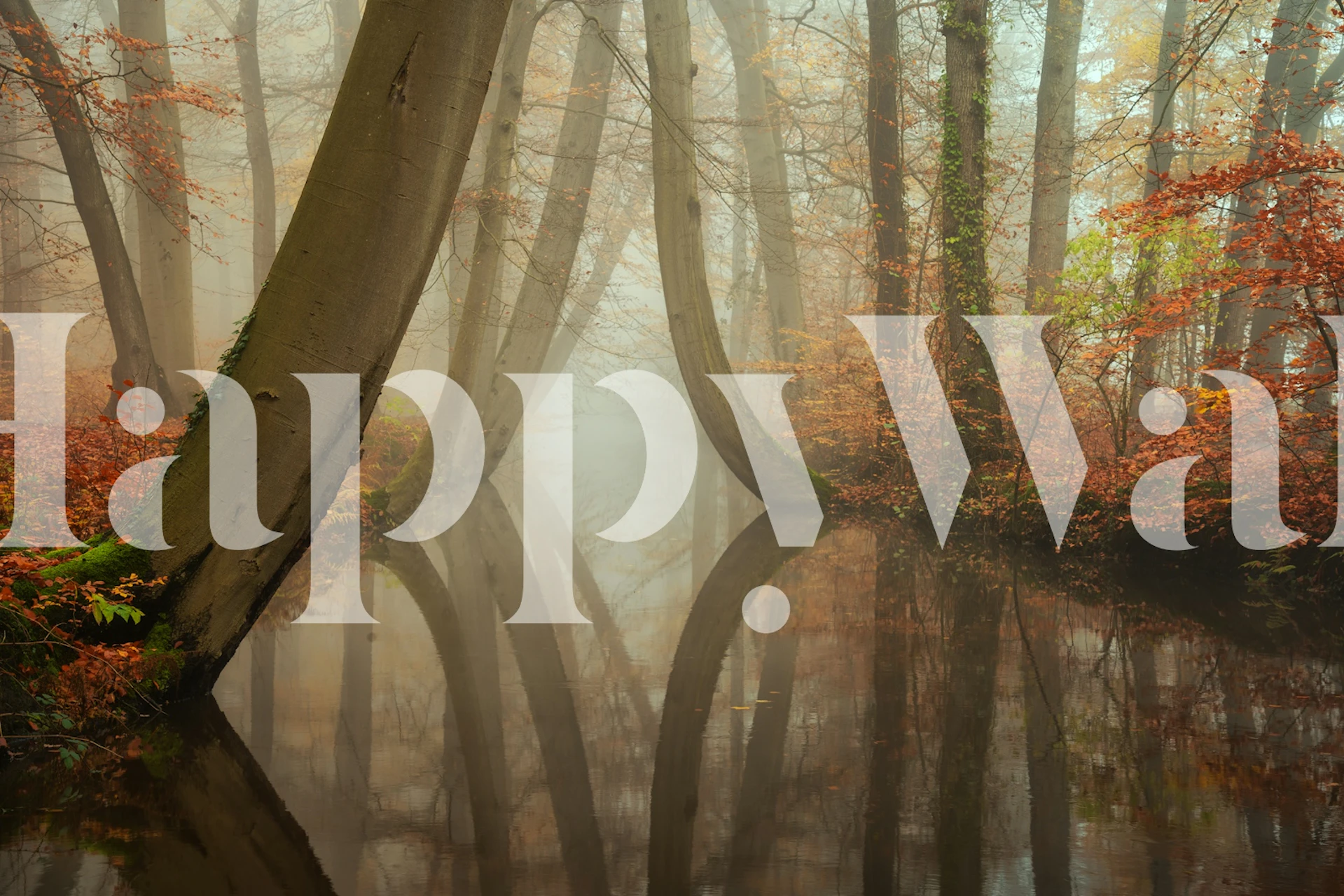 Autumn forest scene with twisting trees and soft reflections in water wallpaper