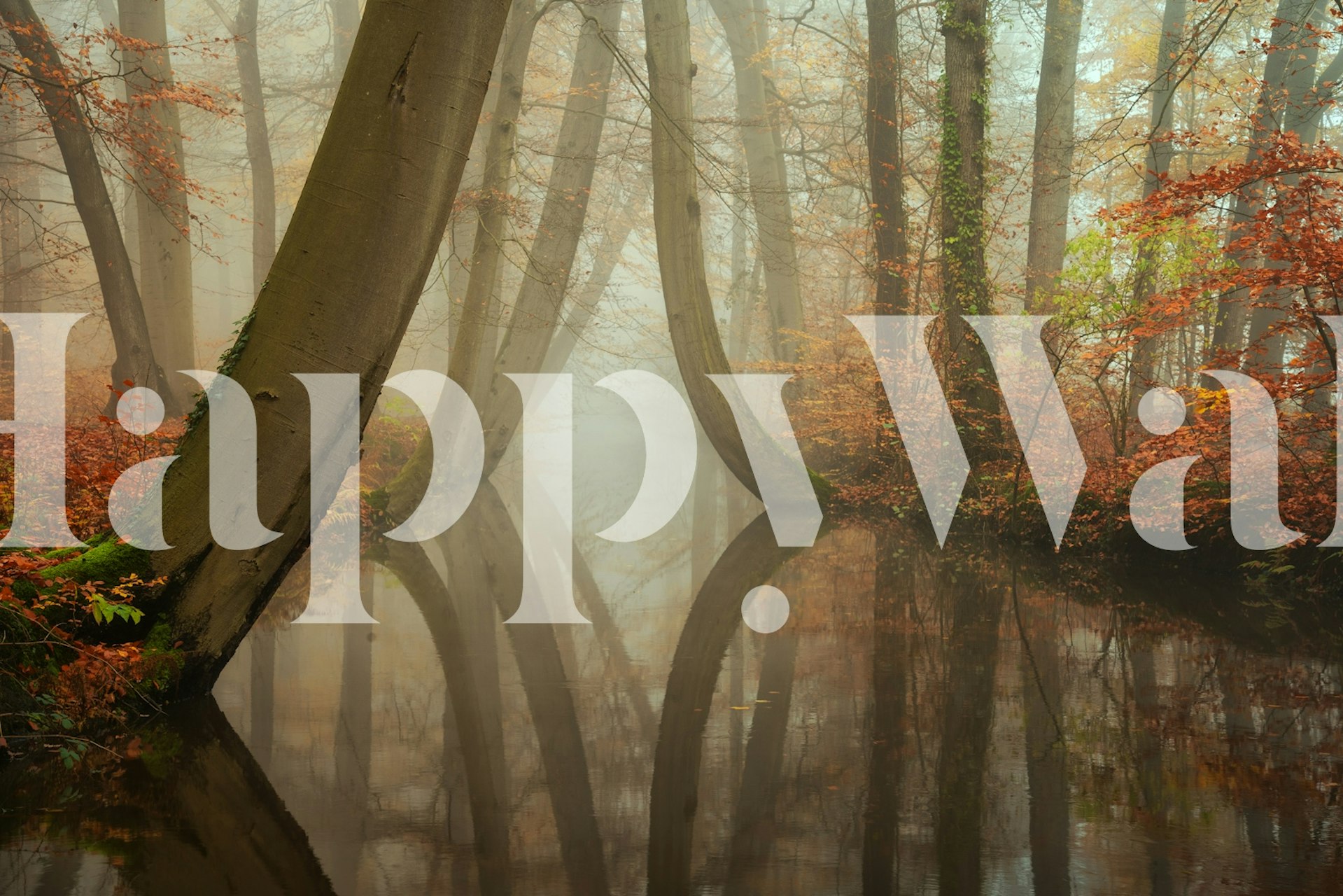 Autumn forest scene with twisting trees and soft reflections in water wallpaper