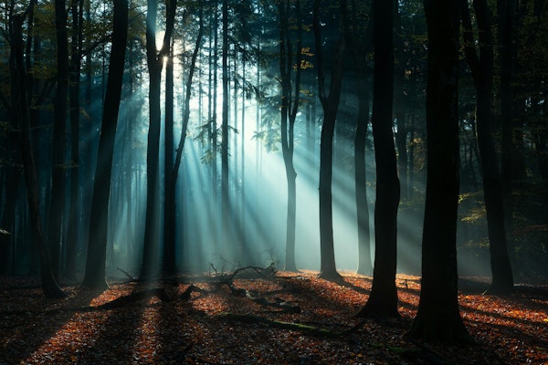 Mystical Woodland Dawn
