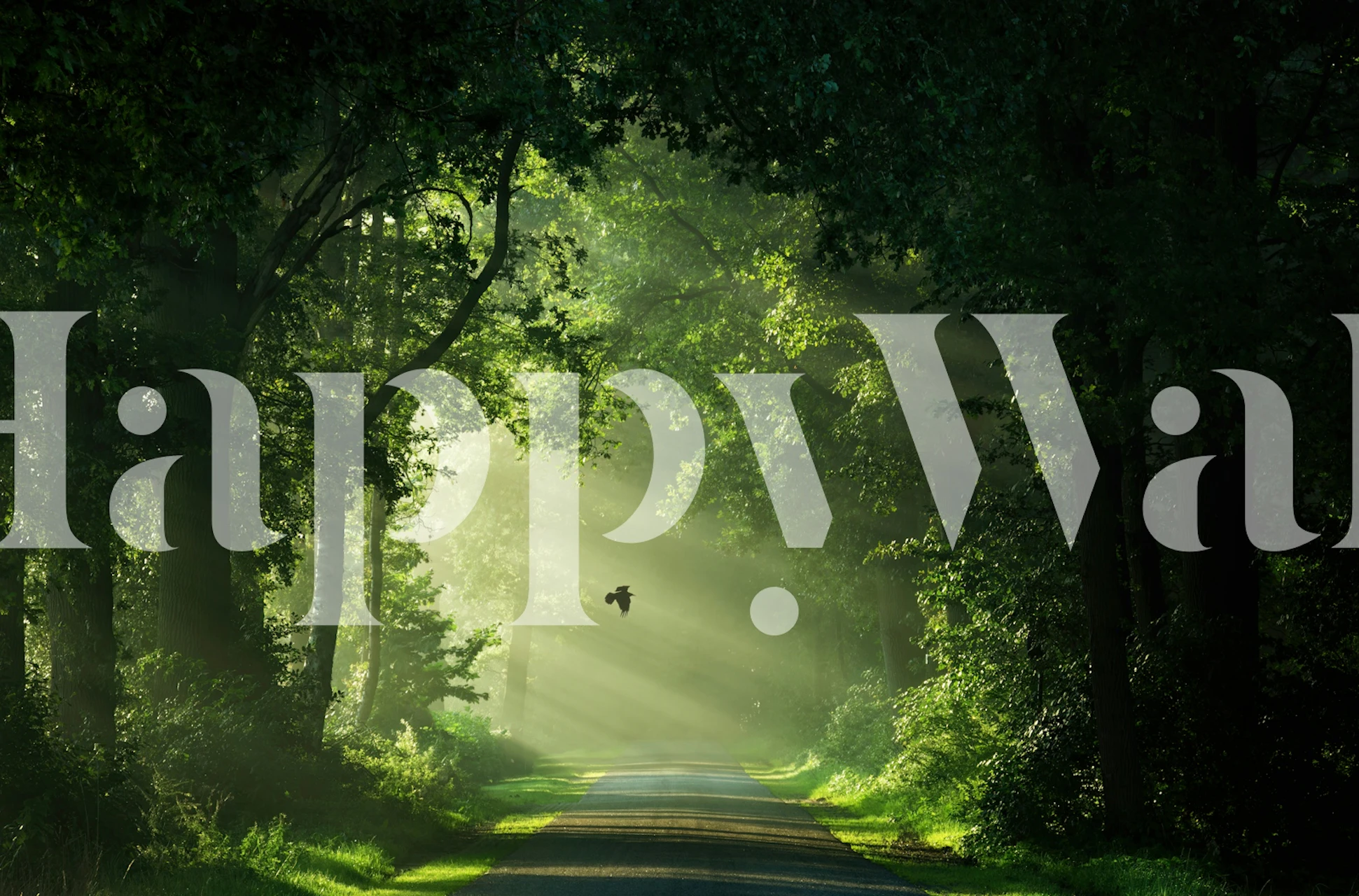 Misty forest pathway wallpaper in a room