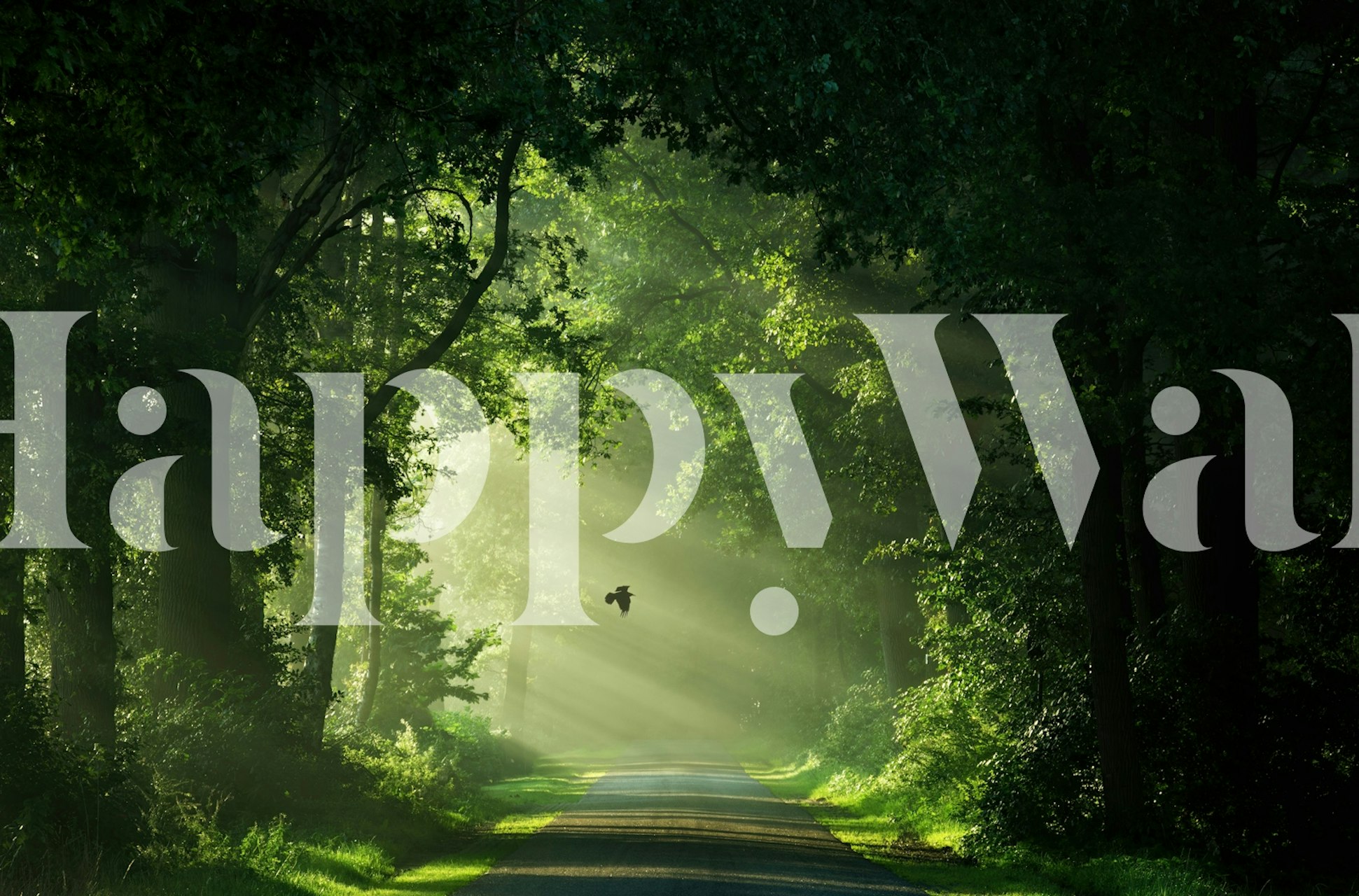 Carta da parati Misty Forest Pathway in una stanza