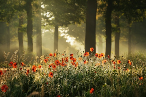 Poppy Forest