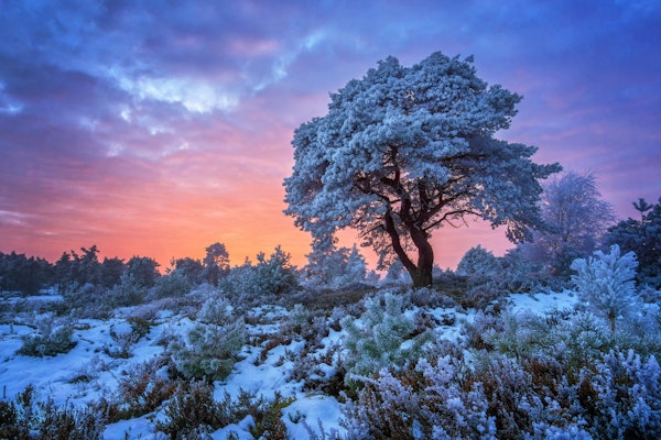 Snowy Tree at Dusk