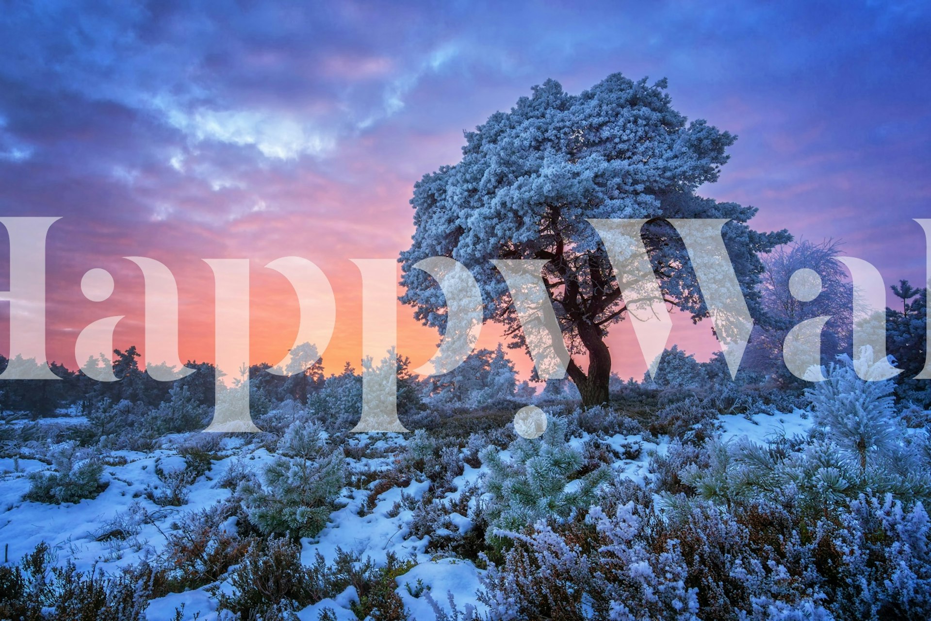 Frosted tree against a colorful sunset sky wallpaper