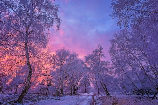 Enchanted Winter Landscape