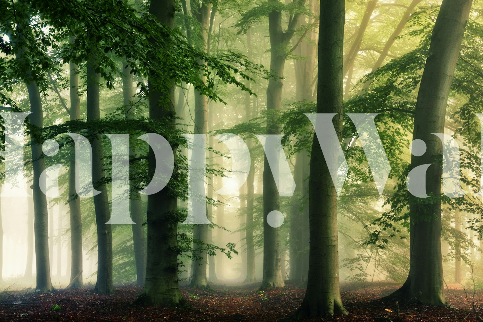 Serene forest wallpaper σε ένα δωμάτιο