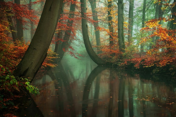 Serene Woodland Reflections