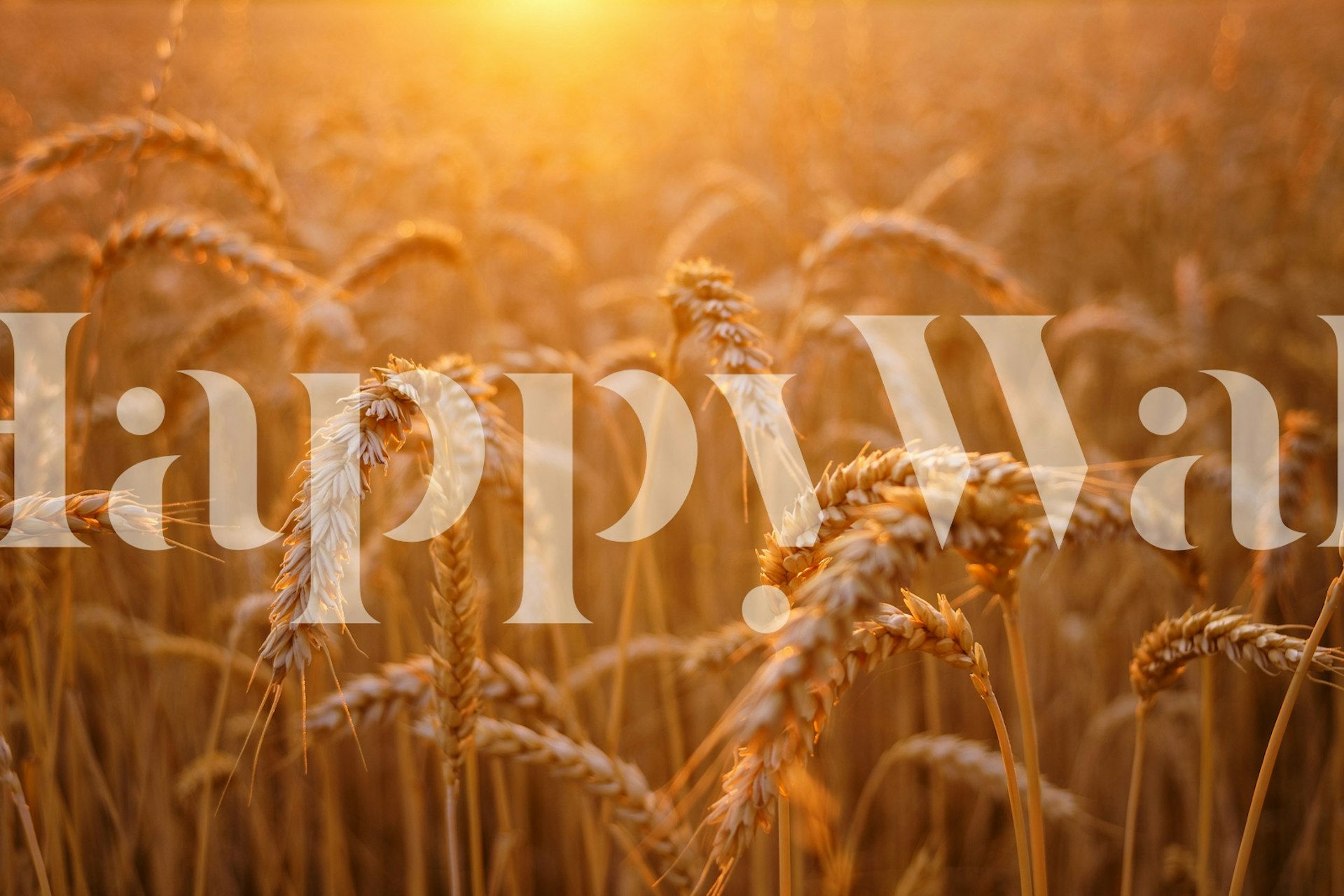 Warm Harvest Glow Tapete in einem Raum