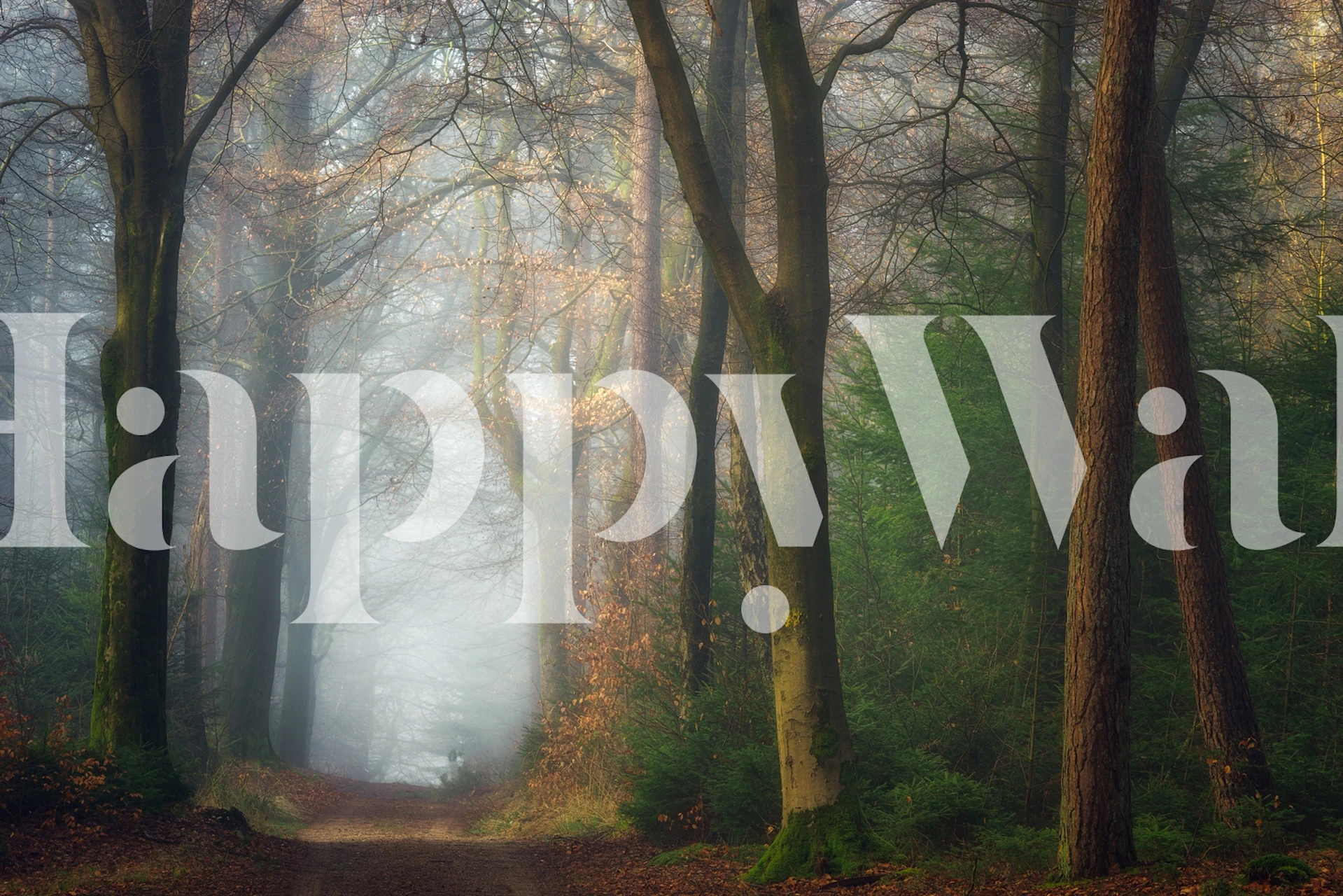 Misty forest scene with trees and fog wallpaper