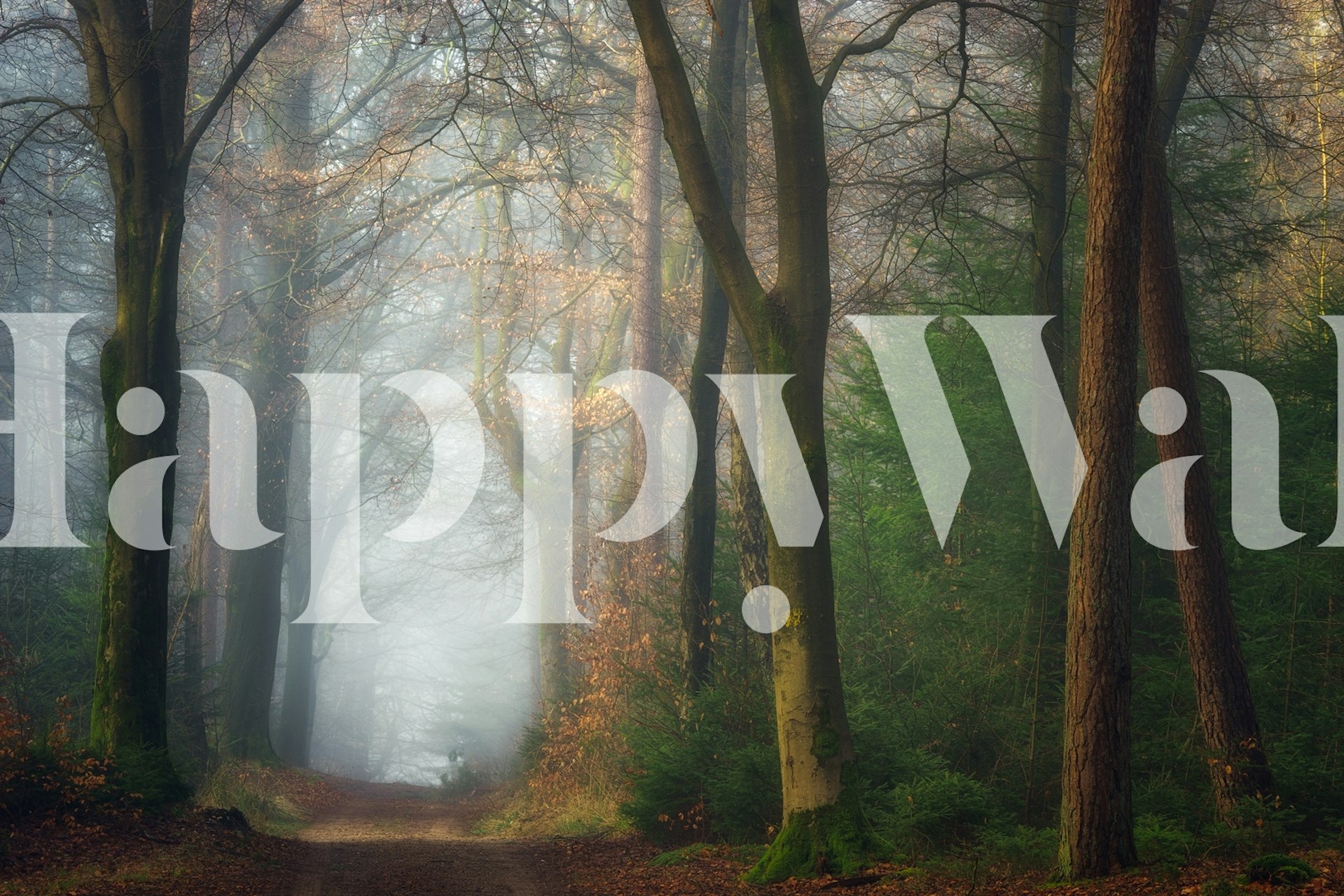 Misty forest scene with trees and fog wallpaper