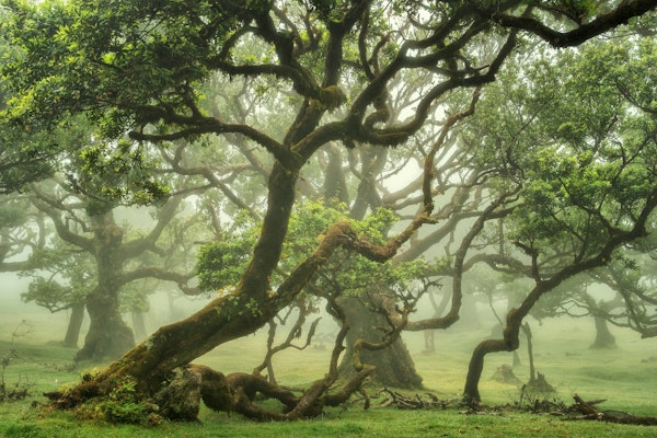 Enchanted Woodland View