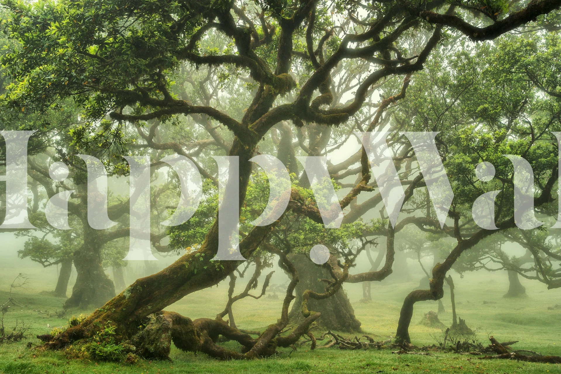 Tapeta Enchanted Woodland View w pokoju