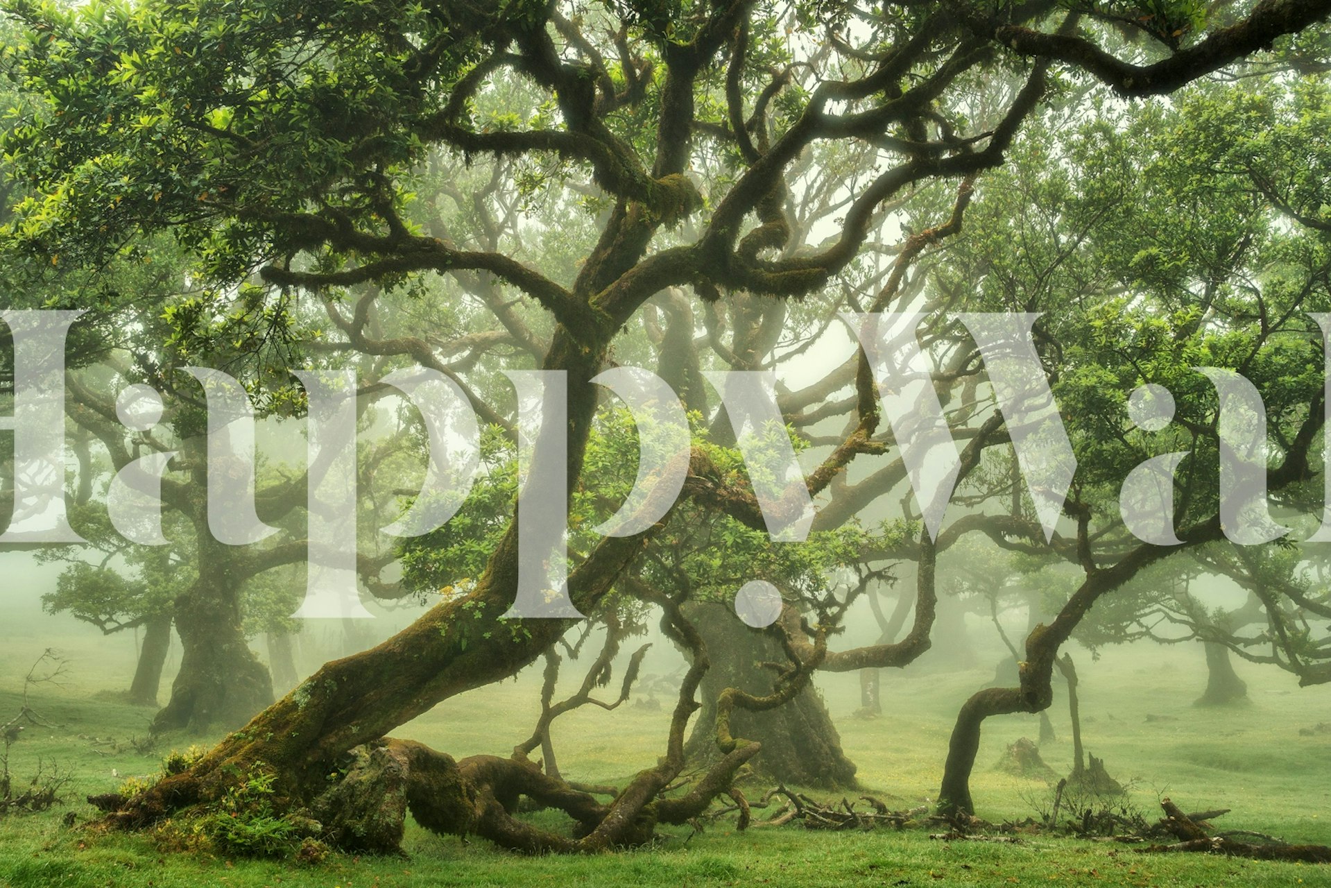 Enchanted Woodland View wallpaper in a room