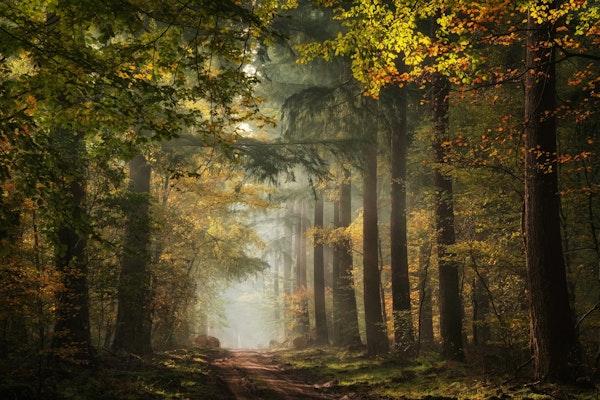 Sunlit Forest Escape