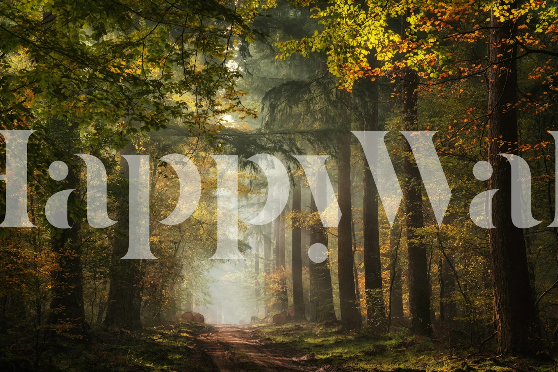 Lush forest with sunlight filtering through trees wallpaper