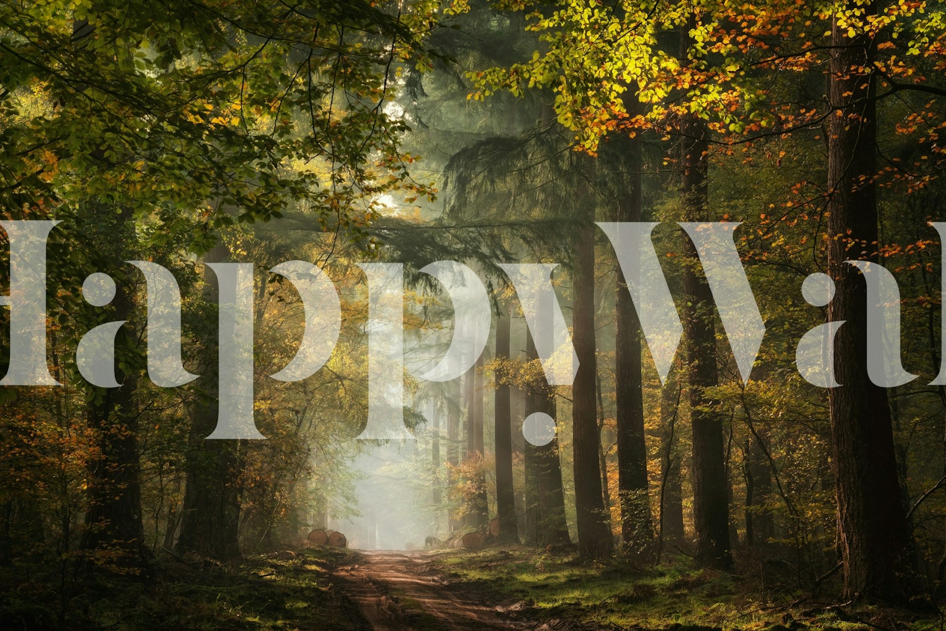 Lush forest with sunlight filtering through trees wallpaper