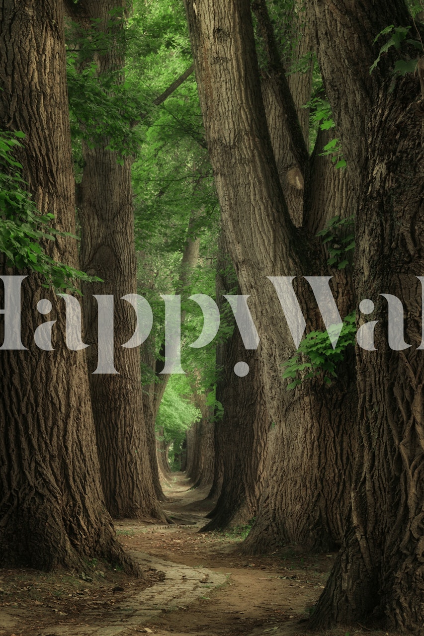Majestic tree lined trail wallpaper v pokoji