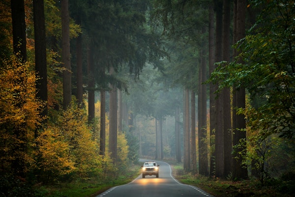 Misty Forest Drive