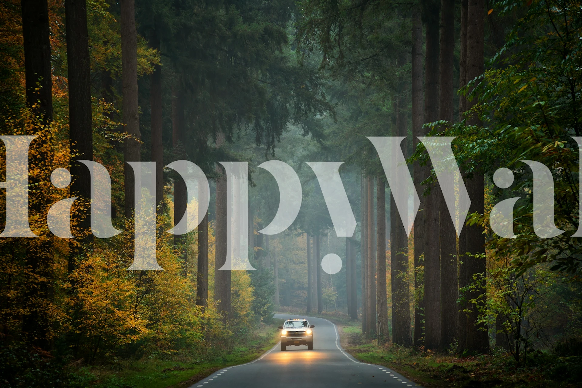 Misty forest wallpaper with a car on the road.