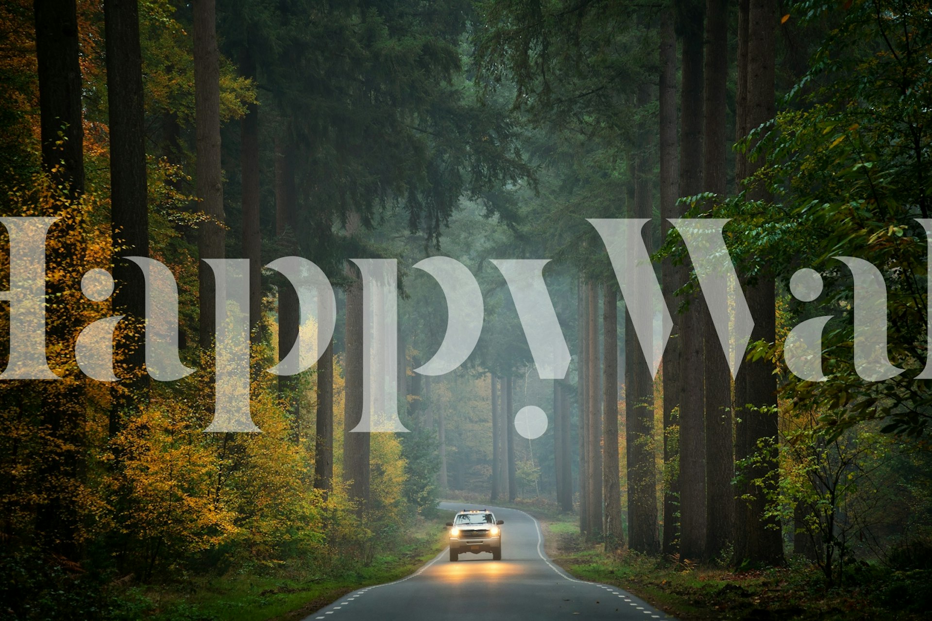 Misty forest wallpaper with a car on the road.