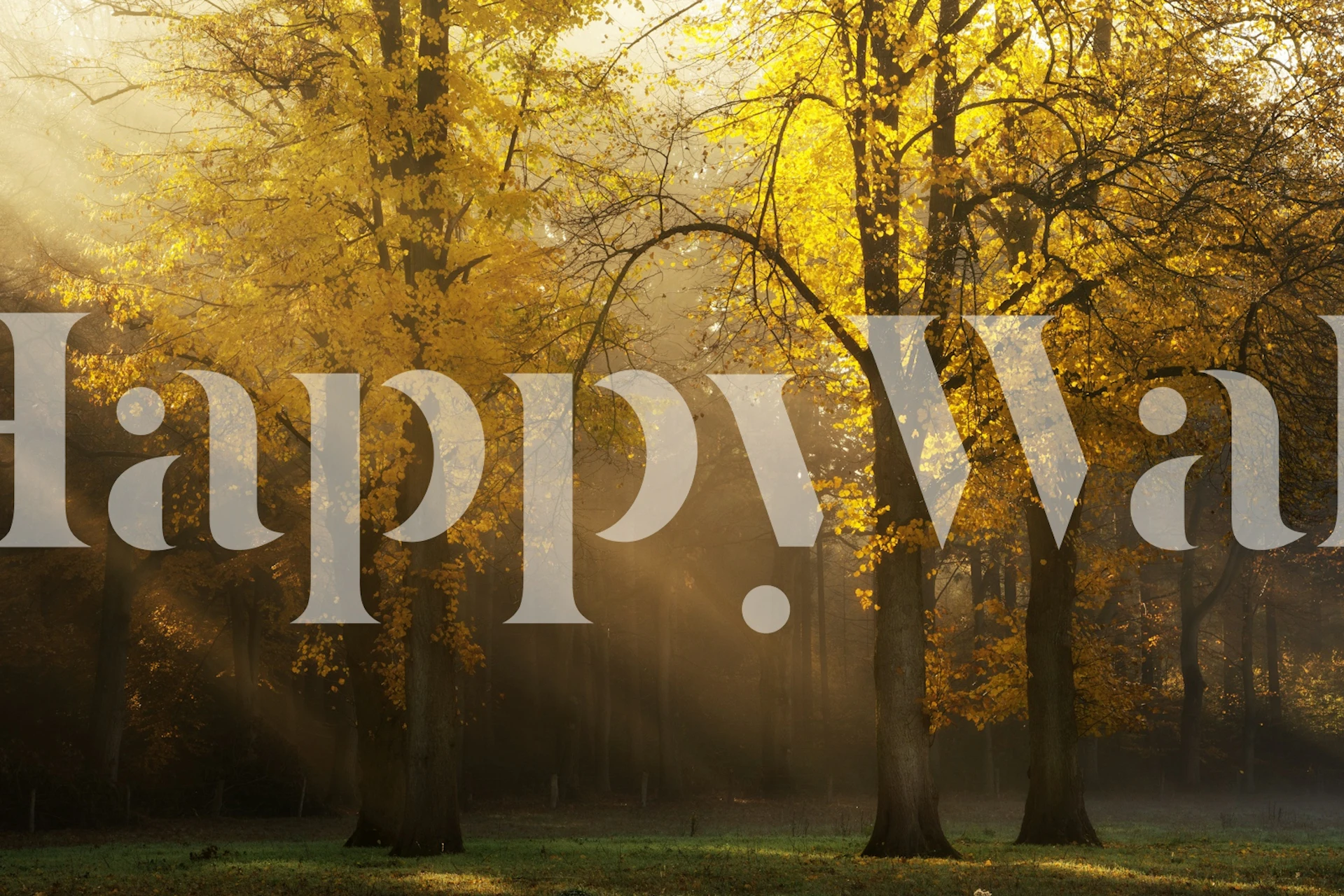 Golden autumn trees with soft sunlight in a serene forest wallpaper