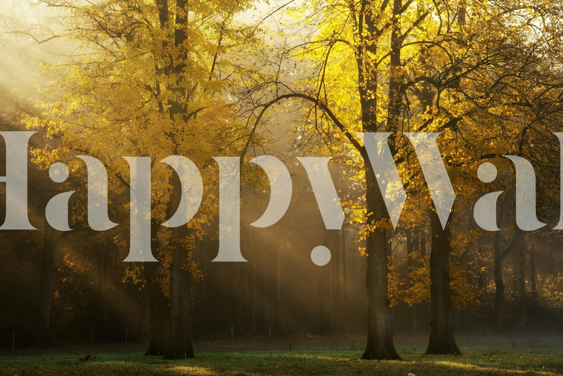 Φθινοπωρινά δέντρα που φωτίζονται από το ηλιακό φως