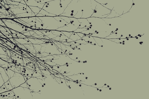 Under The Tree - Mossy Green