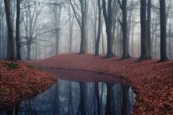 Foggy Woodland Pathway