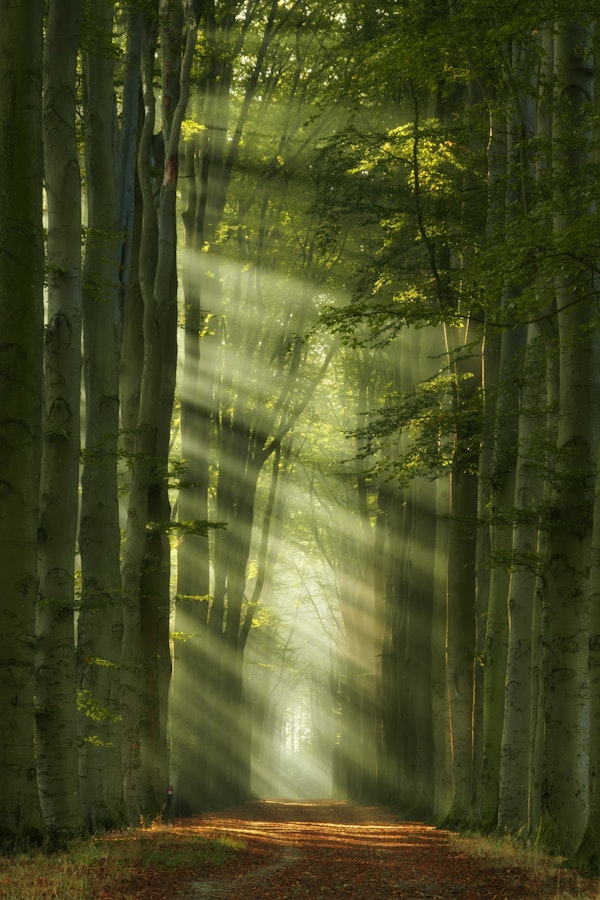 Sunshine Through Trees