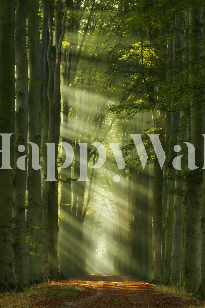 Sunshine filtering through trees