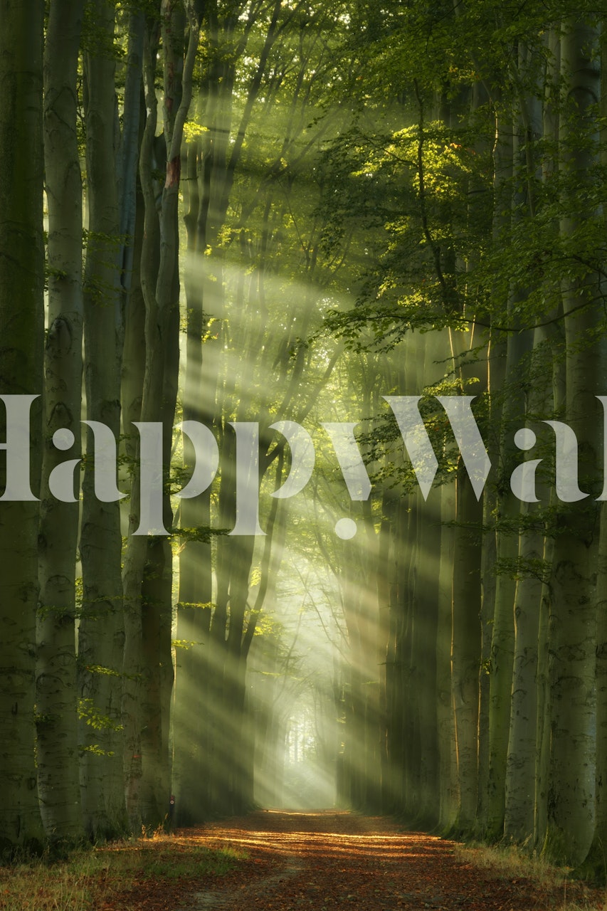 Sunshine filtering through trees