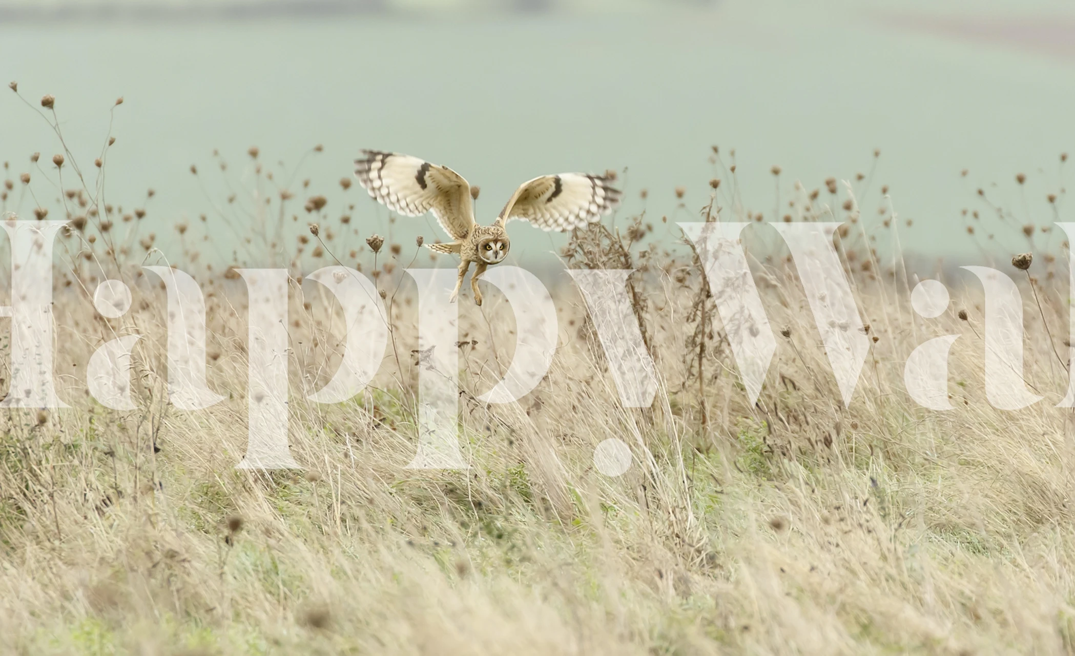Short eared owl in flight over grassy field wallpaper