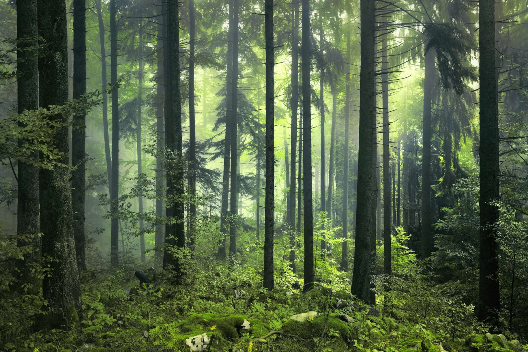 Green forest wallpaper Happywall