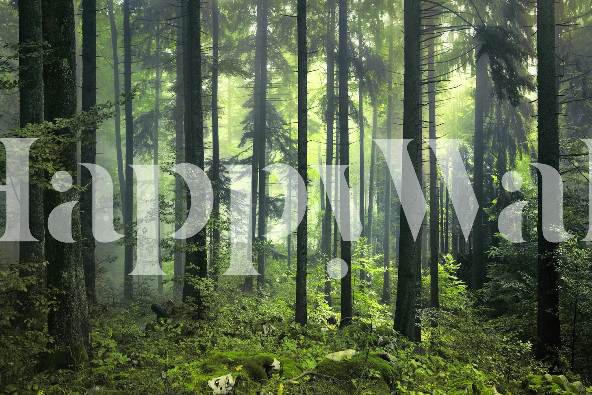 Dense green forest with tall trees and foliage wallpaper