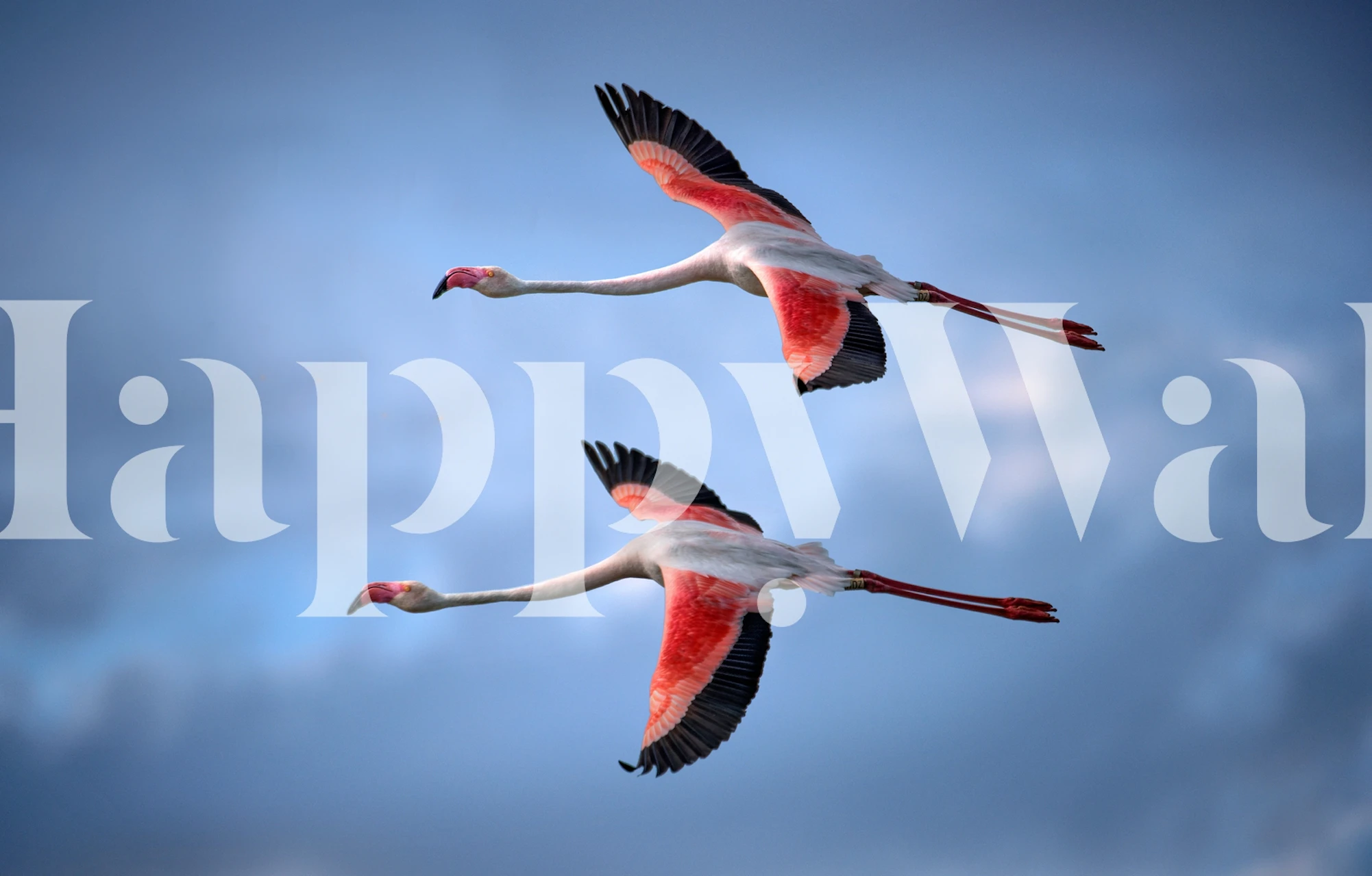 Tapeta Greater Flamingos u postavci sobe