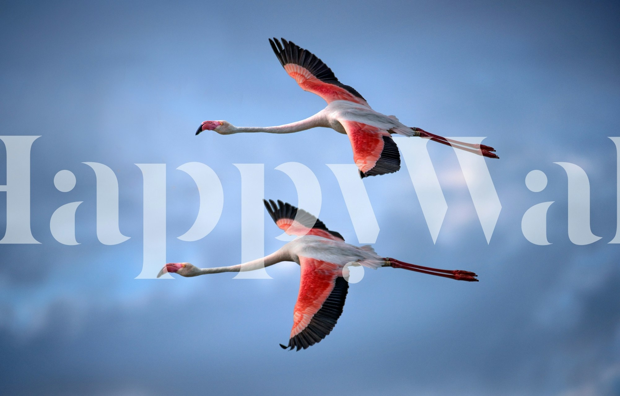 Greater Flamingos wallpaper in a room setting