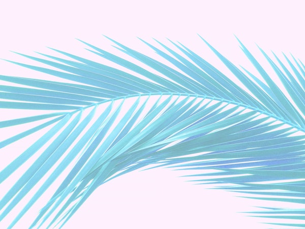 Tropical Palm Dream Pastels