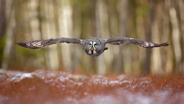 Great grey owl