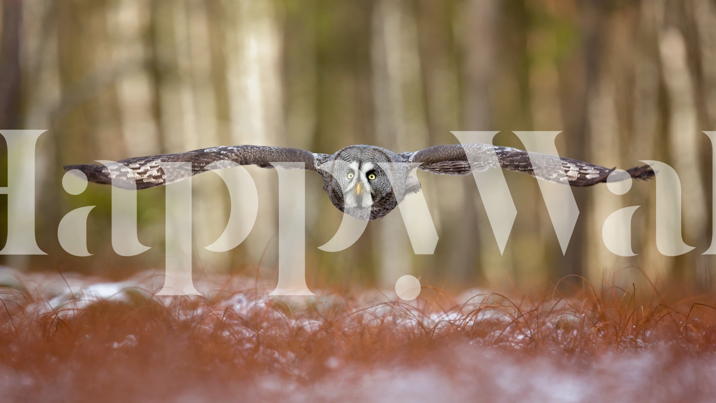 Majestosa coruja cinzenta em vôo contra um fundo florestal em um mural de parede
